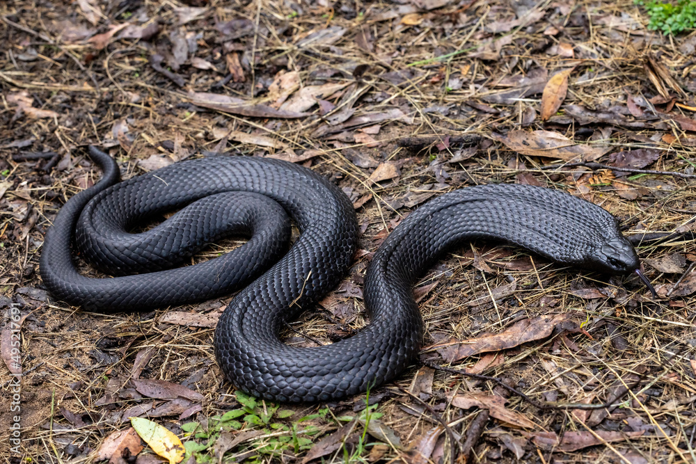Australian Blue-bellied Black Snake flickering it's tongue Australian Blue-bellied Black Snake flickering it's tongue