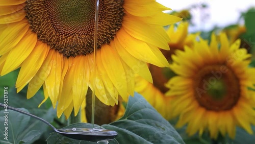 Motion of pouring sunflower oil liquid into spoon