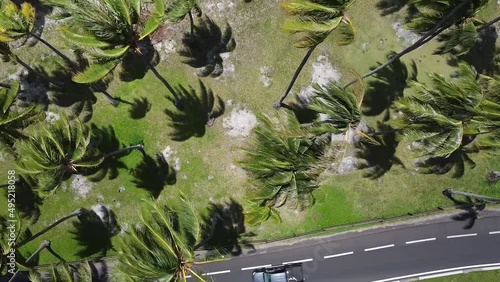 High angle top down drone view of palm trees with shadows on Moorea-Maiao beach in French Polynesia. photo