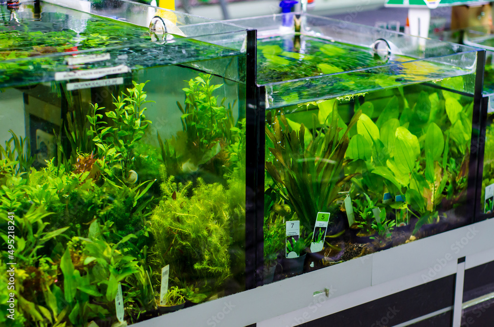 Various aquarium plants for sale in a pet shop Stock Photo Adobe