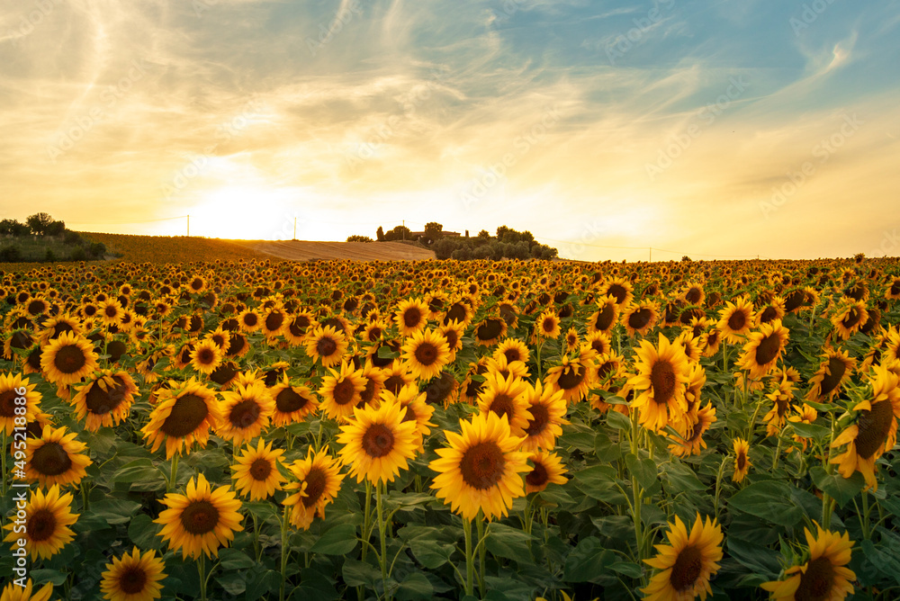 Obraz premium field of sunflowers
