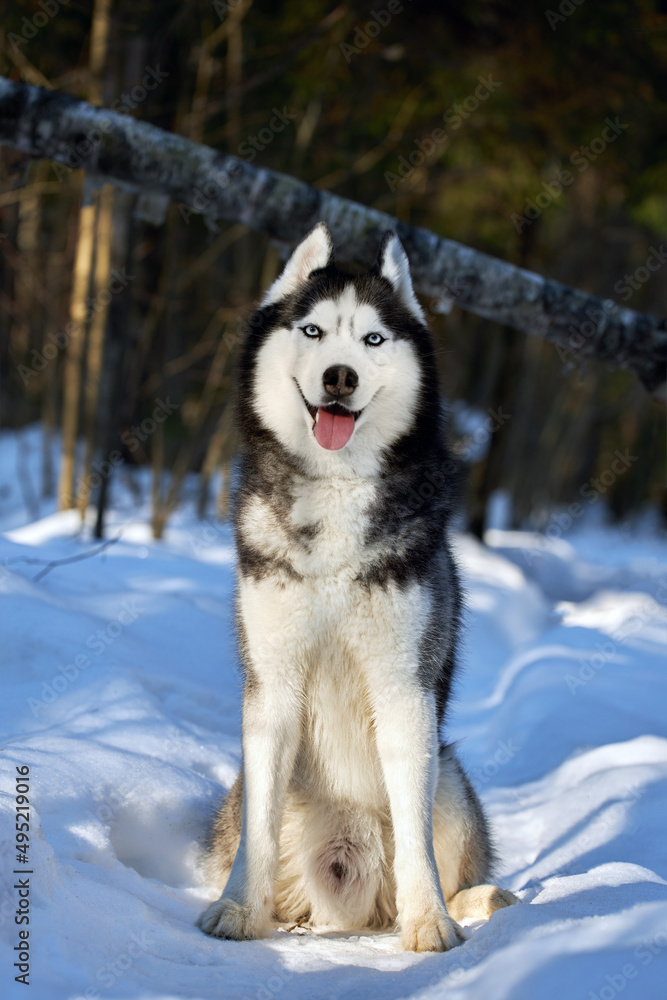 Portrait of cute smiling husky dog in winter snowy sunny forest.