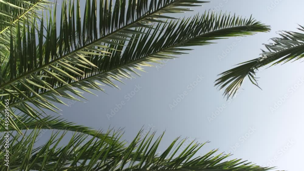 Looking up palm tree leaves moving in slow wind with clear blue sky - space for text - at middle Looking up palm tree leaves moving in slow wind with clear blue sky - space for text - at middle