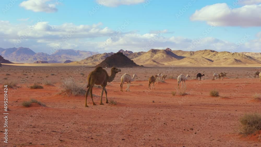 Group of camels walking on orange red sand of Wadi Rum desert, mountains background Group of camels walking on orange red sand of Wadi Rum desert, mountains background
