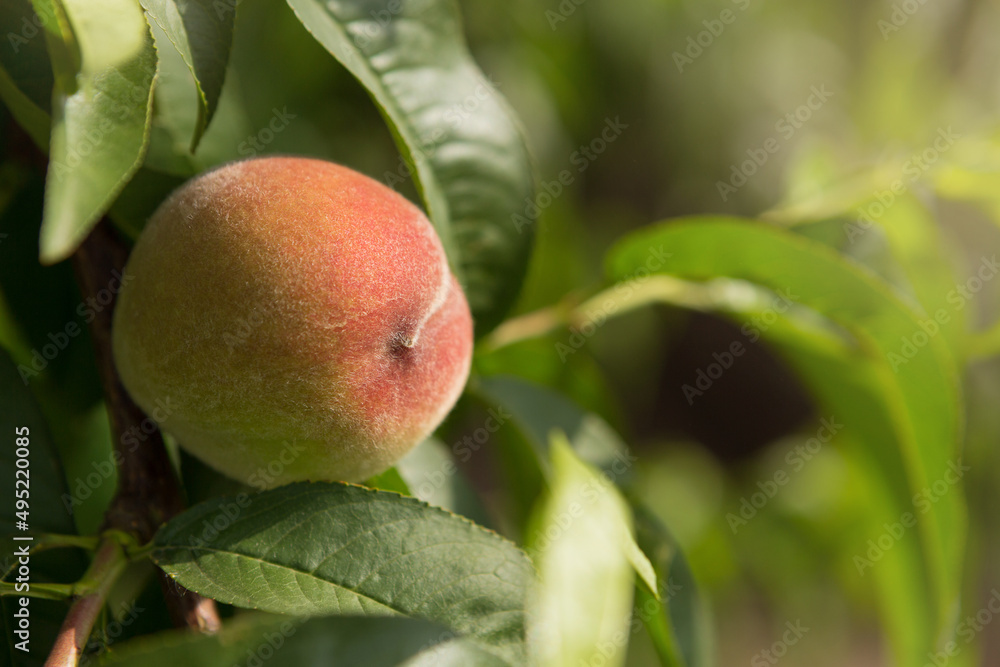 pink peach hanging on a tree, against the backdrop of greenery, harvest pink peach hanging on a tree, against the backdrop of greenery, harvest