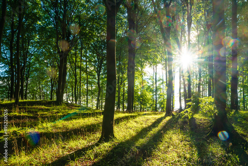 Forest mood light