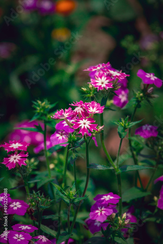 Phlox drummondii  flower blossom beautifully in garden  photo