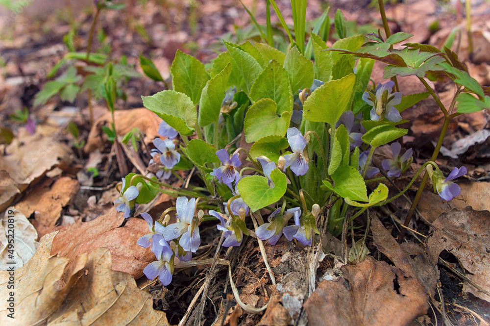 Springtime in the forest. Viola Odarata ( wood violet ) blossom. Springtime in the forest. Viola Odarata ( wood violet ) blossom.
