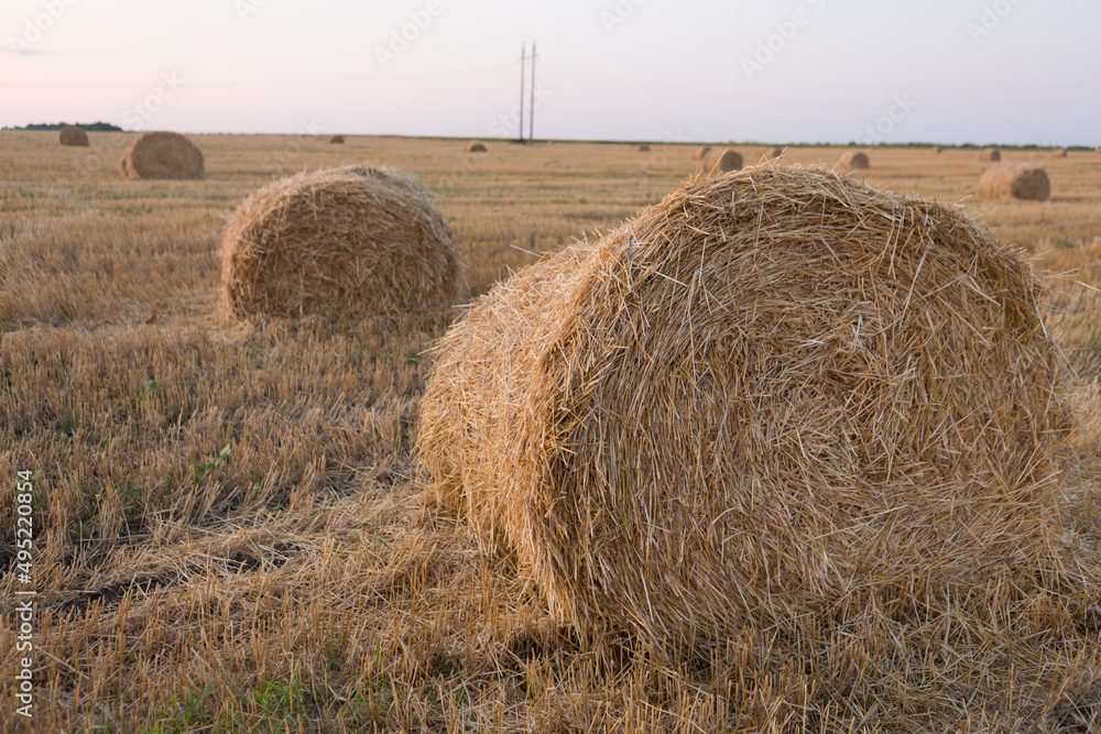 on agricultural land lies a lot of round bales of straw on agricultural land lies a lot of round bales of straw
