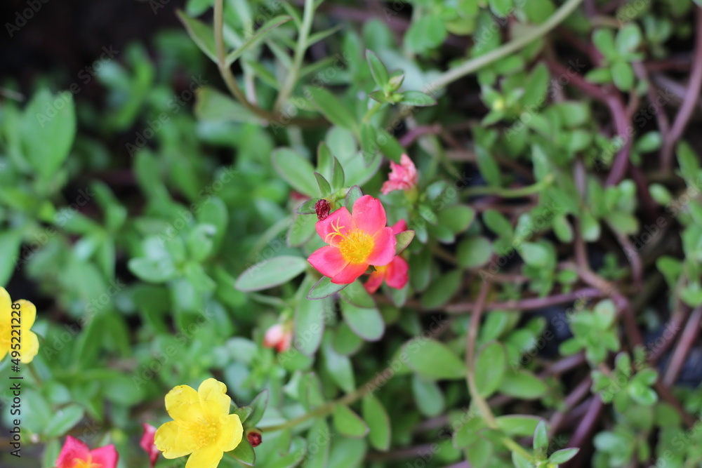 pink flowers among the other flowers in the garden pink flowers among the other flowers in the garden