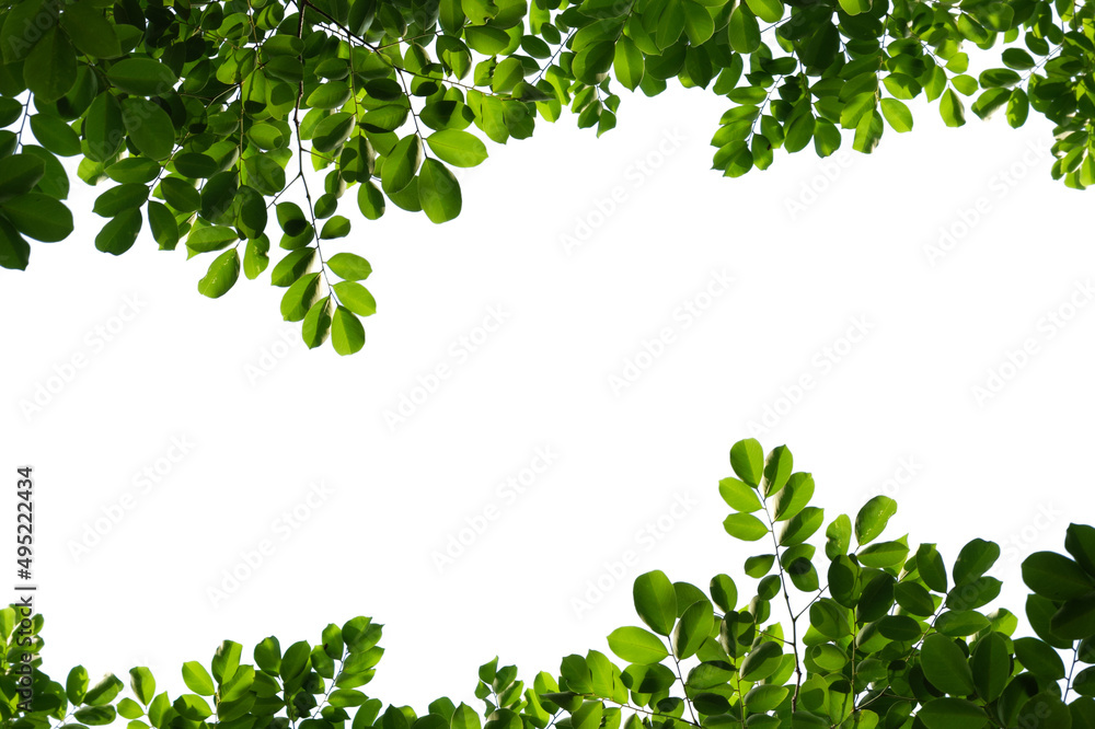Green tree branch isolated on white background Green tree branch isolated on white background