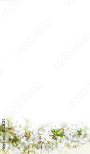 Beautiful branches of blossoming cherries. Beautiful abstract spring background. Banner. Copy space.Vertical photography