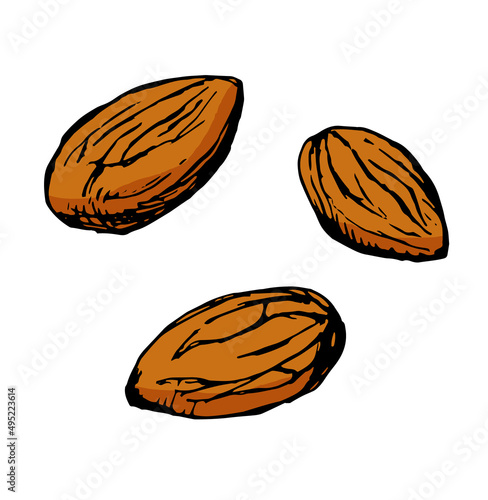 アーモンド複数＿線画カラーイラスト