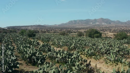 Nopal farm in Mexico. Drone view of opuntia rows with mountain back