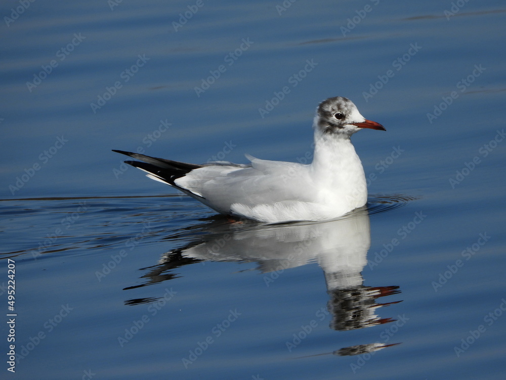 The black-headed gull (Chroicocephalus ridibundus) is a small gull that breeds in much of the Palearctic including Europe and also in coastal eastern Canada. The black-headed gull (Chroicocephalus ridibundus) is a small gull that breeds in much of the Palearctic including Europe and also in coastal eastern Canada.