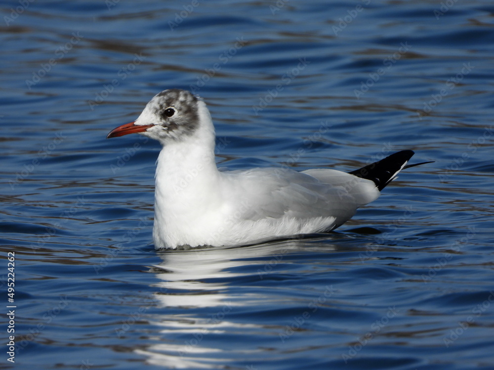 The black-headed gull (Chroicocephalus ridibundus) is a small gull that breeds in much of the Palearctic including Europe and also in coastal eastern Canada. The black-headed gull (Chroicocephalus ridibundus) is a small gull that breeds in much of the Palearctic including Europe and also in coastal eastern Canada.