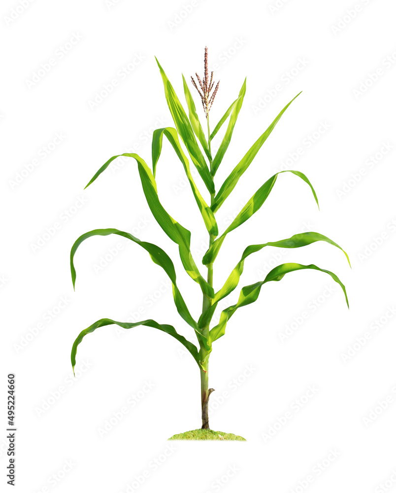 Fototapeta premium Corn plant isolated on a white background with clipping paths for garden design.