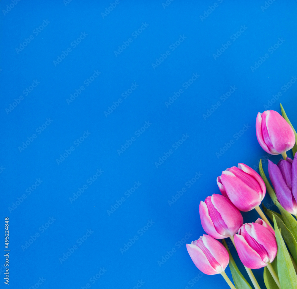 pink and violet tulips on blue ground with space for text