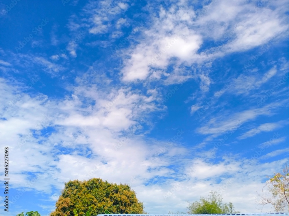 Obraz premium tree and sky