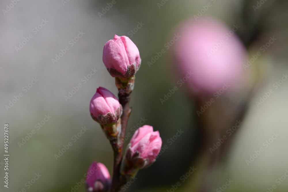 Obraz premium テルテモモの蕾 花桃の仲間