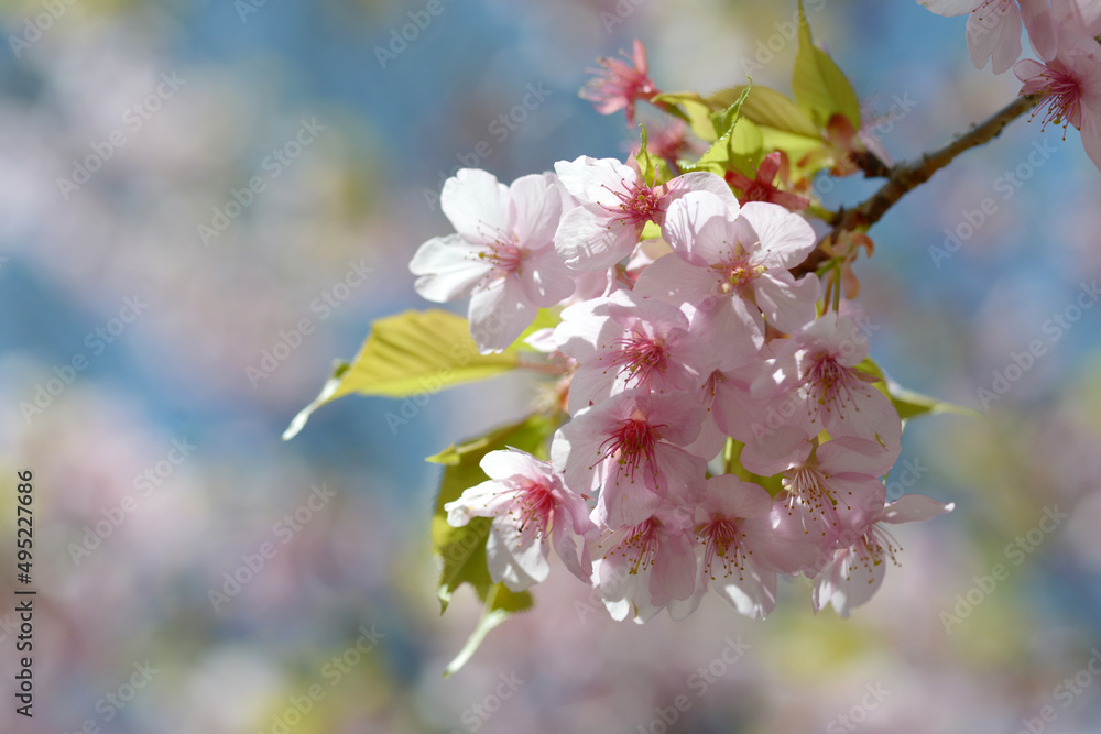 Obraz premium 河津桜 早咲きの桜