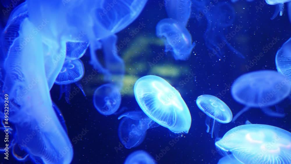 Fluorescent jellyfish swimming in an aquarium pool in 4K video Fluorescent jellyfish swimming in an aquarium pool in 4K video