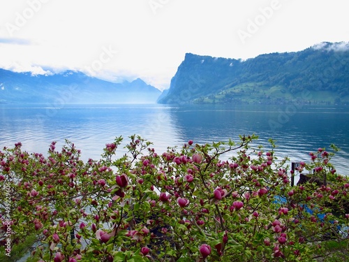 Lake in the mountains. Magnolia tree in bloom, and Lake Lucerne