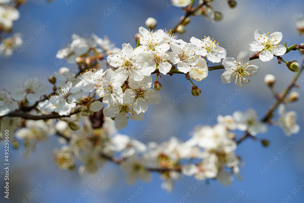 Obraz premium Marillenblüten