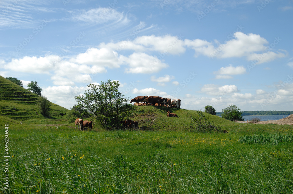 Obraz premium Cows and green landscape