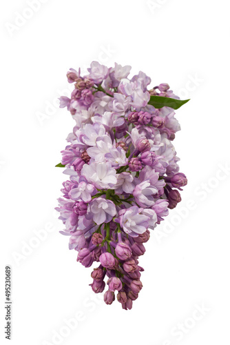 Branch of beautiful lilac flowers isolated on white background