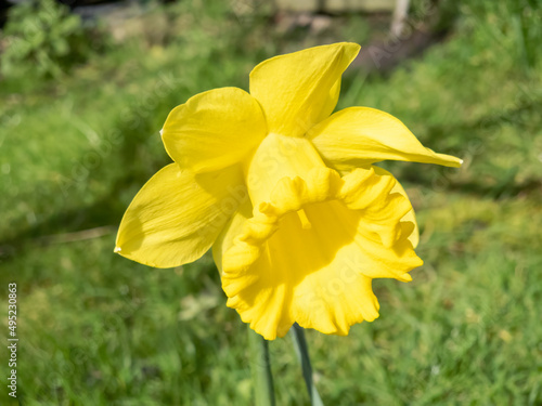 Daffodil (narcissus) a spring flowering bulbous plant with a yellow springtime flower, stock photo image