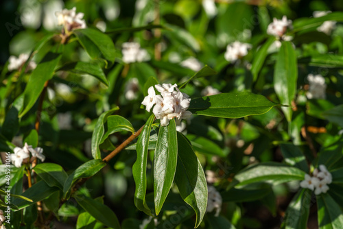 Daphne bholua 'Spring Herald' an evergreen winter and spring flowering plant shrub with a white springtime flower, stock photo image