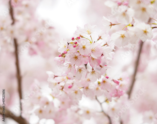 蕾と桜