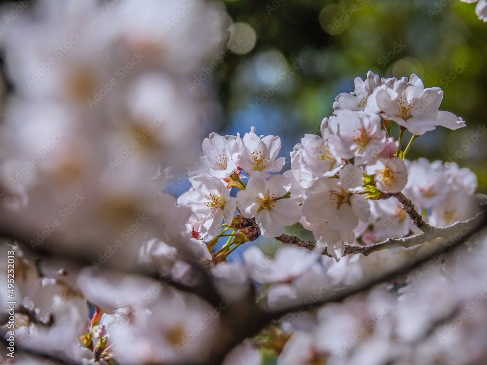 ソメイヨシノの咲く春の日
