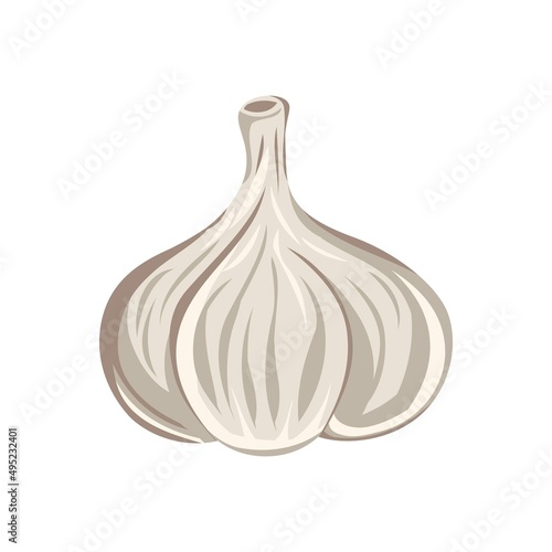 garlic vegetable isolated vector colored
