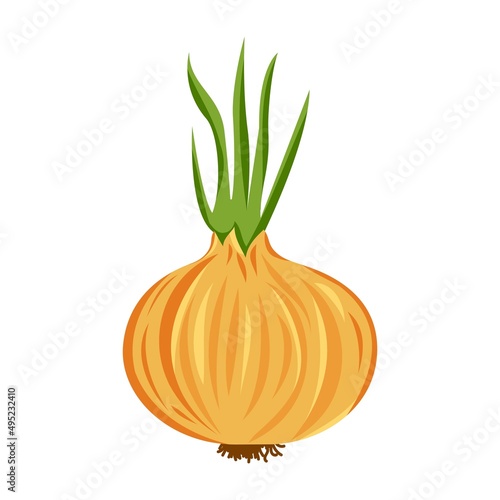 onion vegetable isolated vector colored