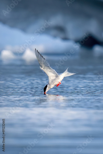 Fototapeta Antarctic tern dives for fish in sea