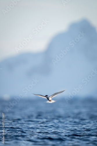 Antarctic tern flies over ocean near mountains