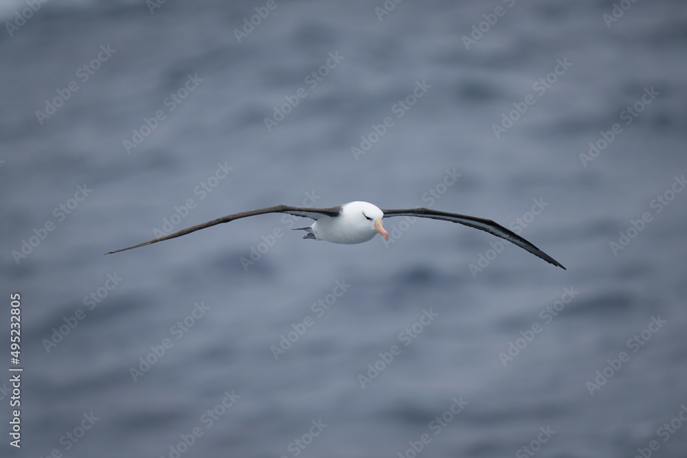 Black-browed albatross over ocean with wings spread Black-browed albatross over ocean with wings spread