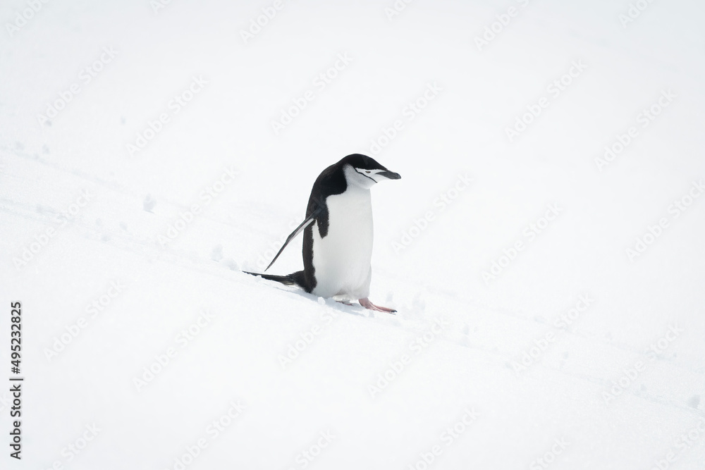 Fototapeta premium Chinstrap penguin descending snowy slope in sunshine