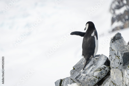 Chinstrap penguin balances on rock looking back
