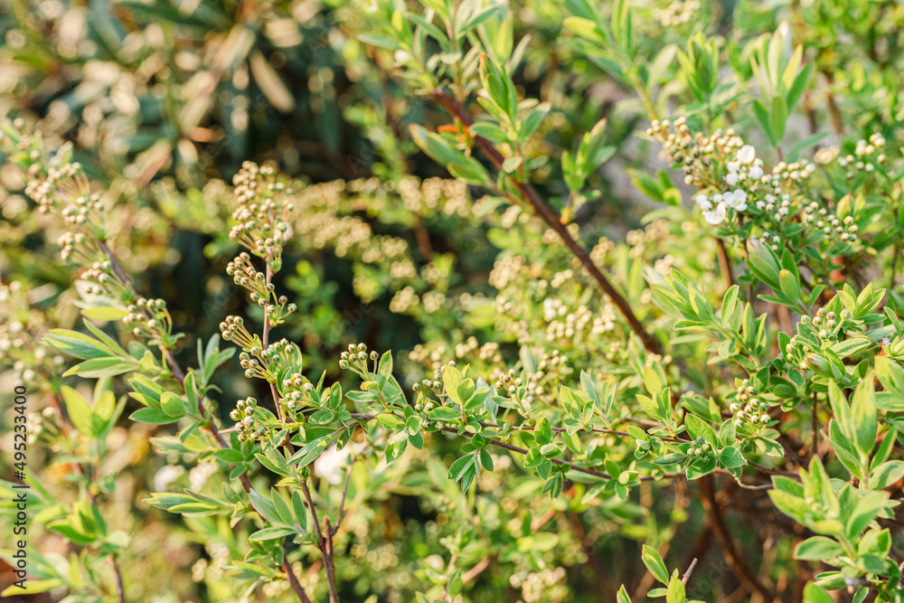 spirea shrub blooming in small white clusters spirea shrub blooming in small white clusters