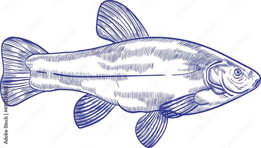 Tench Fish Monochrome Hand Drawn Illustration