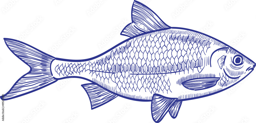 Roach Fish Monochrome Hand Drawn Illustration