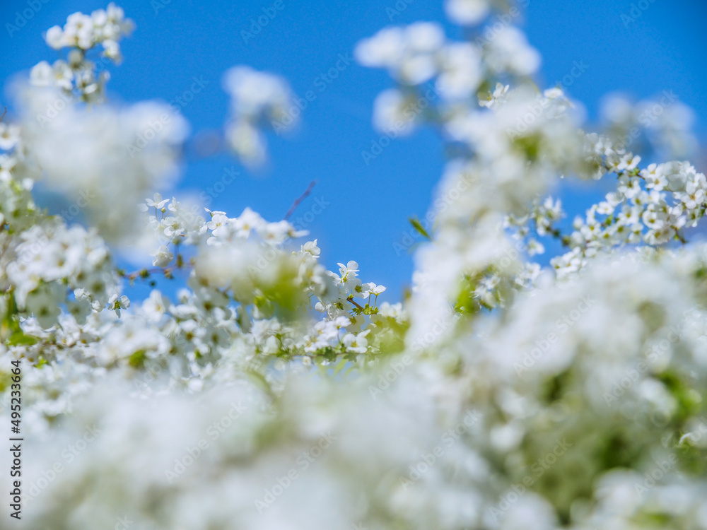 ユキヤナギの咲く晴れの日