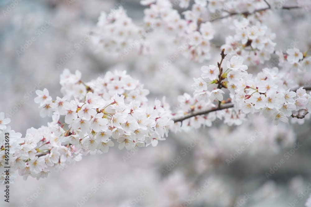 Obraz premium 東京の桜