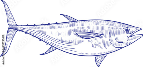 Tuna Fish Monochrome Hand Drawn Illustration