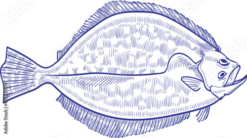 Flounder Fish Monochrome Hand Drawn Illustration