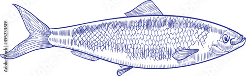 Herring Fish Monochrome Hand Drawn Illustration