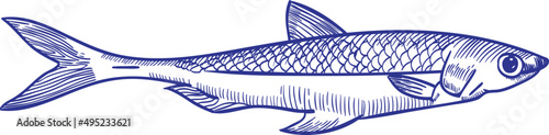 Anchovy Fish Monochrome Hand Drawn Illustration